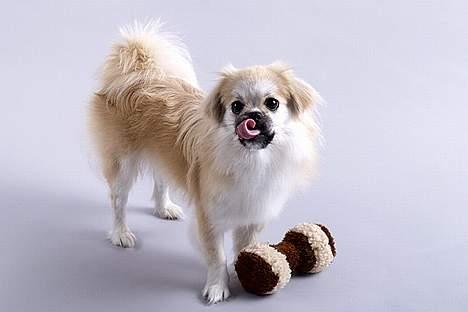 Tibetansk spaniel Follow Cespas Polly Pop - "Se hvordan jeg kan krølle min tunge" billede 12