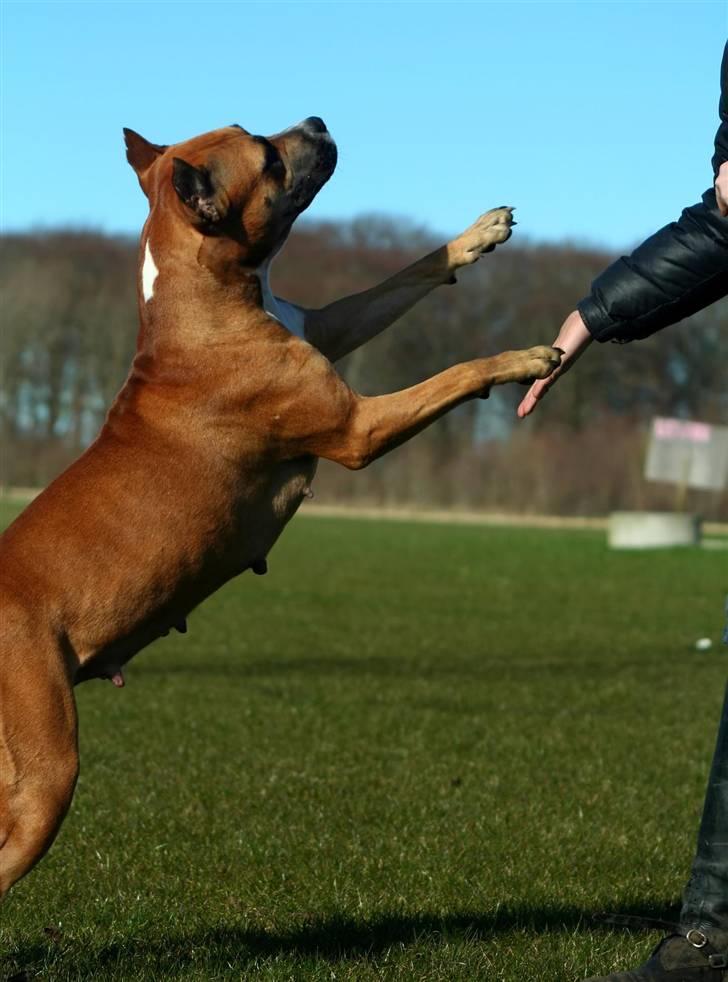 Amerikansk staffordshire terrier Freja + Aflivet + - Www.Soegaarde.dk billede 7