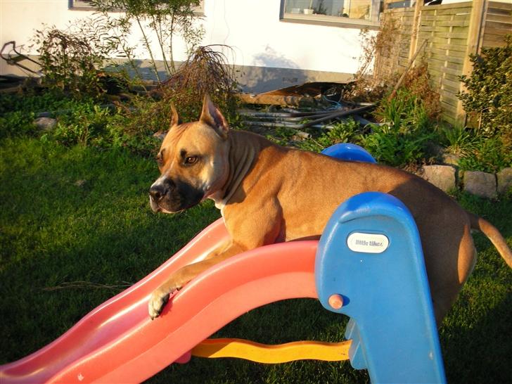 Amerikansk staffordshire terrier Freja + Aflivet + billede 8