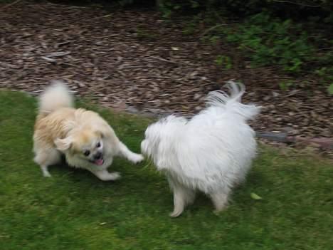 Tibetansk spaniel Follow Cespas Polly Pop - Gucci og jeg havde en vild sjov eftermiddag sammen. "Kom snart og leg med mig igen" billede 13