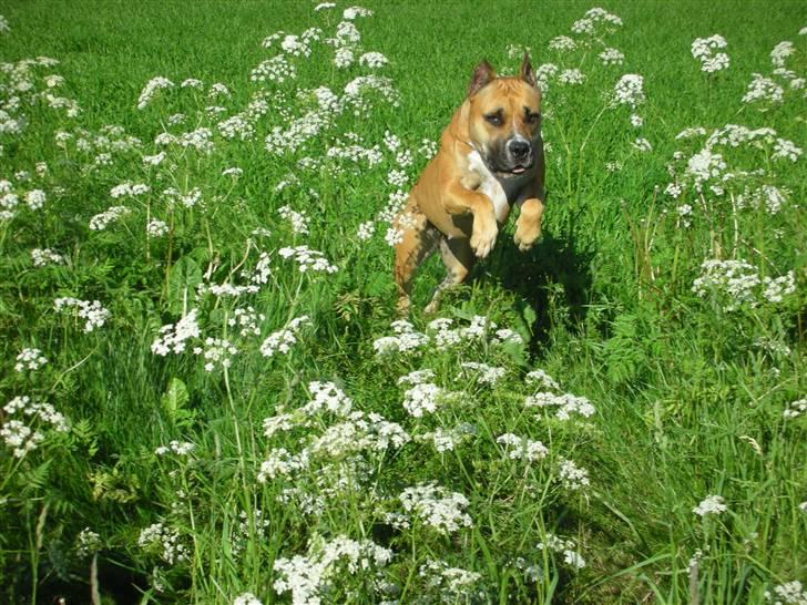 Amerikansk staffordshire terrier Freja + Aflivet + billede 9