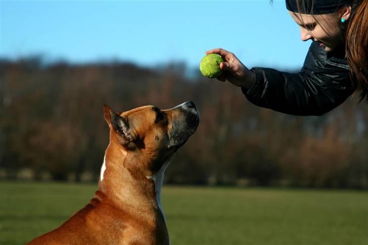 Amerikansk staffordshire terrier Freja + Aflivet + - Www.Soegaarde.dk billede 10