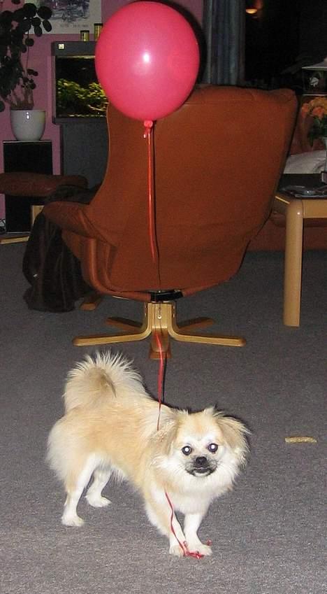 Tibetansk spaniel Follow Cespas Polly Pop - Jeg holder godt fast på min ballon så den ikke flyver væk igen. billede 14