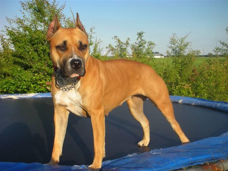 Amerikansk staffordshire terrier Freja + Aflivet + billede 11