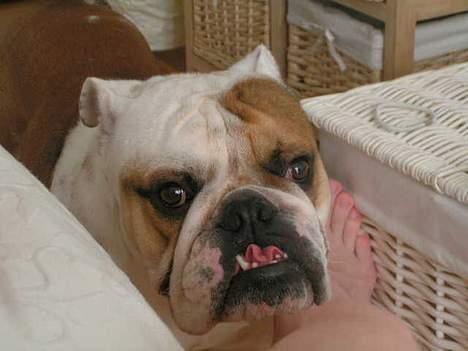 Engelsk bulldog Aksel billede 4