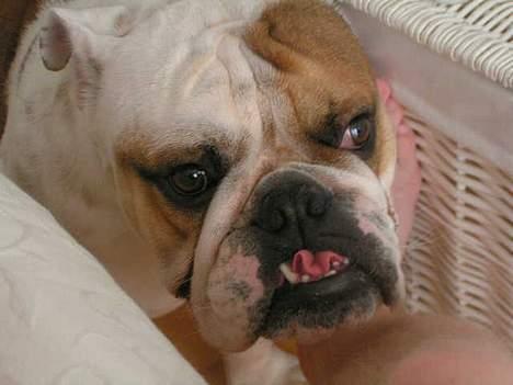 Engelsk bulldog Aksel billede 5