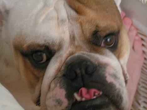 Engelsk bulldog Aksel billede 6