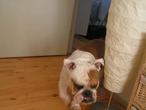 Engelsk bulldog Aksel billede 7