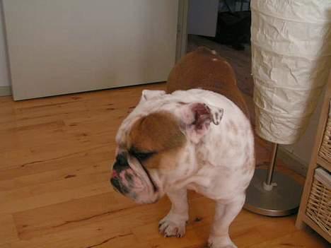 Engelsk bulldog Aksel billede 8