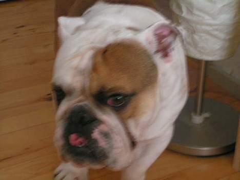 Engelsk bulldog Aksel billede 9