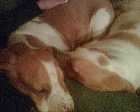 Basset hound Miss Piggy billede 19