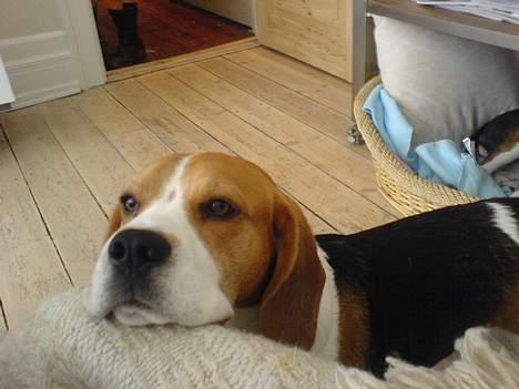 Beagle *Victor<3* - Heeeej ;D billede 11