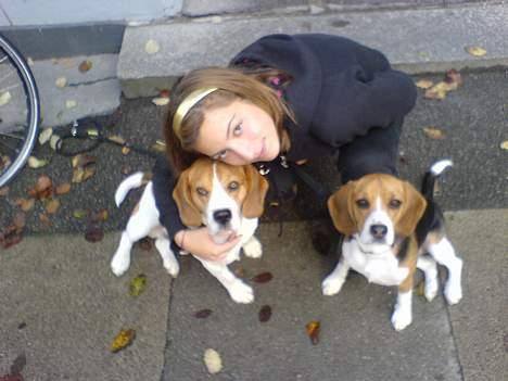 Beagle *Victor<3* - Victor, Dharma & Sonja en af mine veninder  <3 billede 12