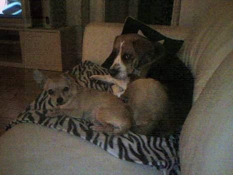Beagle Magnus aka Bin Laden - Altså mor du forstyrrer. . . billede 6