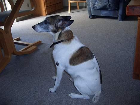 Dansk svensk gaardhund Vaks<33 billede 1