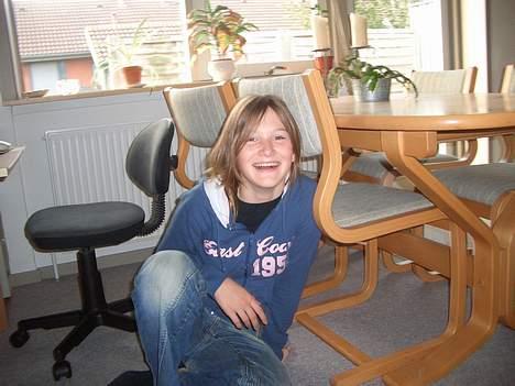 Dansk svensk gaardhund Vaks<33 billede 2