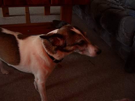 Dansk svensk gaardhund Vaks<33 billede 3