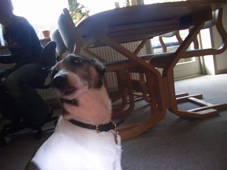 Dansk svensk gaardhund Vaks<33 billede 4