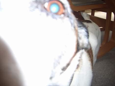 Dansk svensk gaardhund Vaks<33 billede 5