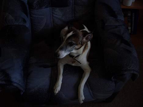 Dansk svensk gaardhund Vaks<33 billede 6