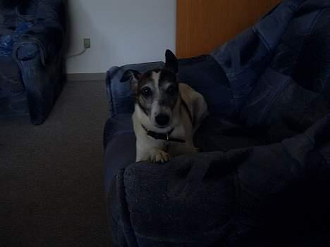 Dansk svensk gaardhund Vaks<33 billede 8