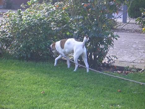 Dansk svensk gaardhund Vaks<33 billede 9