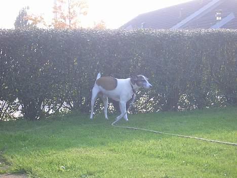 Dansk svensk gaardhund Vaks<33 billede 10