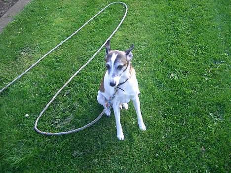 Dansk svensk gaardhund Vaks<33 billede 11