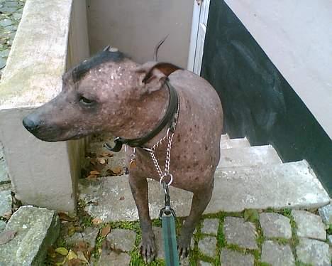 Xoloitzcuintle Tequila billede 6