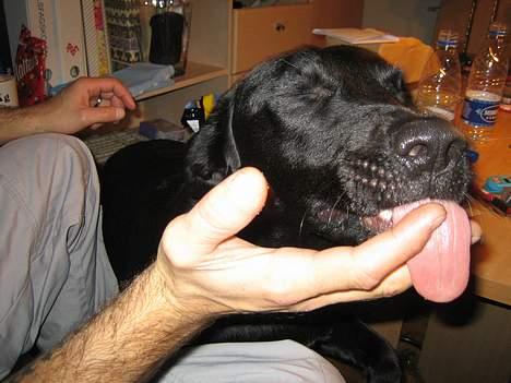 Labrador retriever Freja - Jeg elsker når far har spist chips.... så smager hans fingre nemlig så godt :o) billede 18