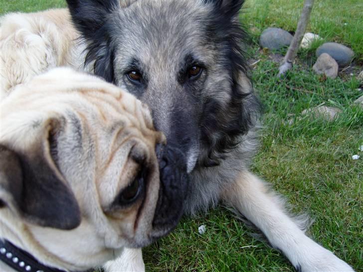 Mops Diablo - mig og Jackie  - maj 08 billede 14