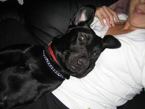 Labrador retriever Freja - Mig og mor vi elsker at putte på sofaen sammen... billede 20