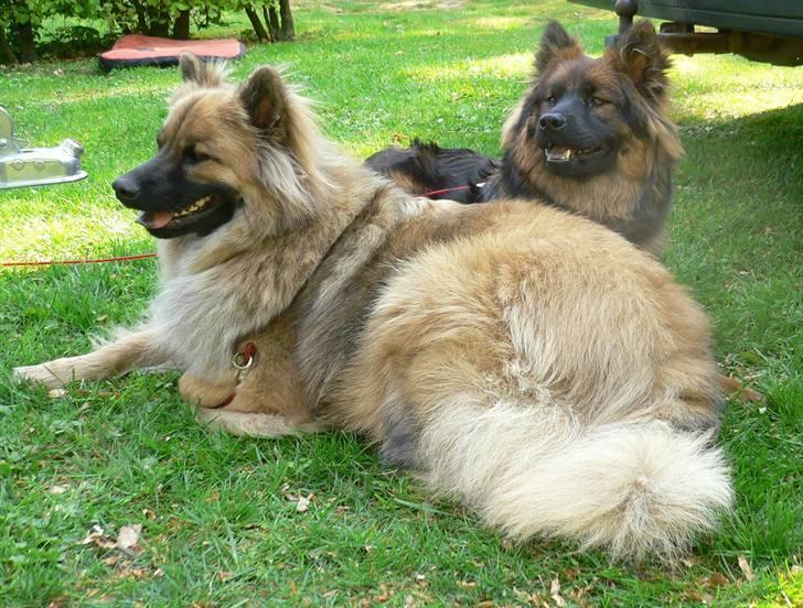 Eurasier  Chanti - Chanti og søster Duchessè på camping.. billede 19