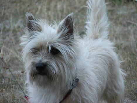 Cairn terrier Arthur billede 1