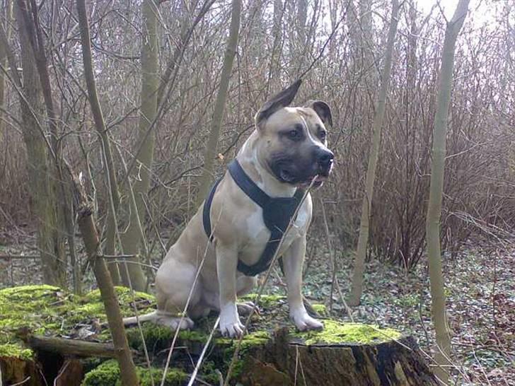 Amerikansk staffordshire terrier Eddie (2005-2018) - smukke dreng billede 7