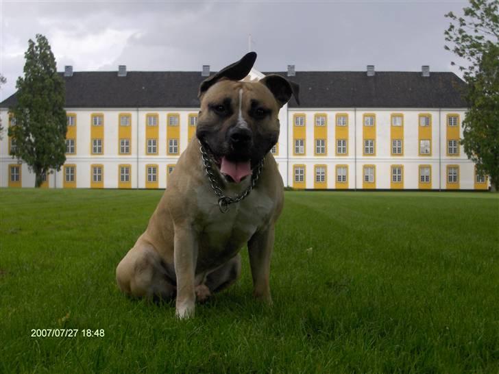 Amerikansk staffordshire terrier Eddie (2005-2018) - smukke eddie billede 8