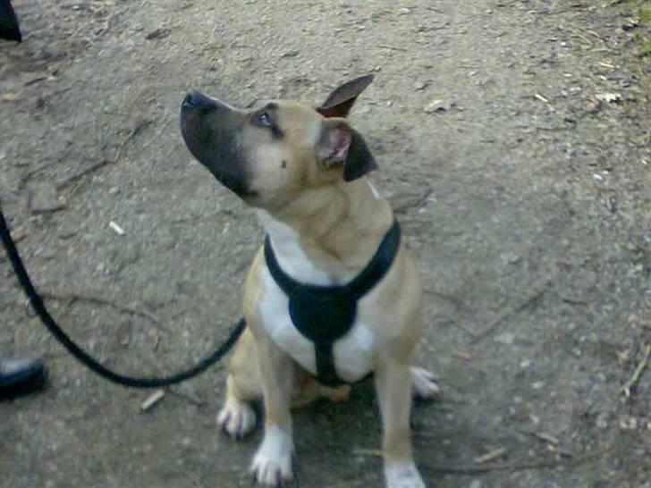 Amerikansk staffordshire terrier Eddie (2005-2018) - et stille moment billede 9