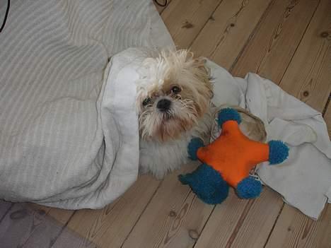 Shih tzu Georg - Skal jeg op nu ? billede 11