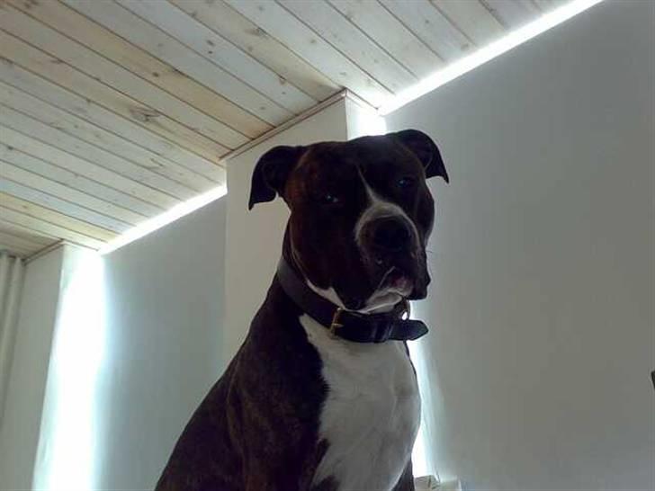 Amerikansk staffordshire terrier Jack (2004-2017)  billede 9