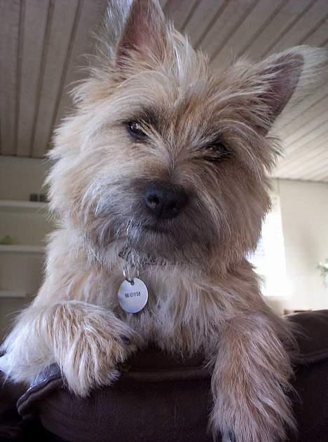 Cairn terrier Arthur billede 3