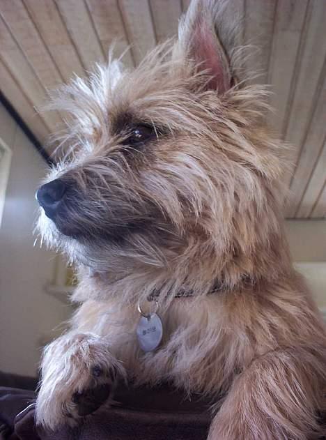 Cairn terrier Arthur billede 4