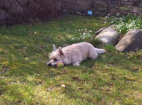 Cairn terrier Arthur billede 5