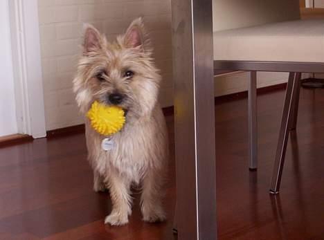 Cairn terrier Arthur billede 6