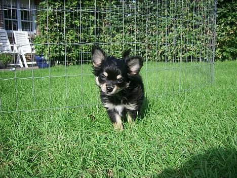 Chihuahua Hugo billede 1