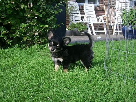 Chihuahua Hugo billede 2