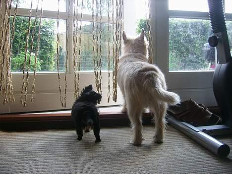 Chihuahua Hugo billede 3