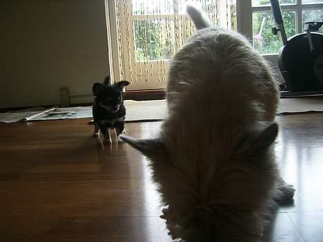 Chihuahua Hugo billede 4