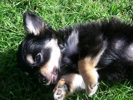 Chihuahua Hugo billede 6