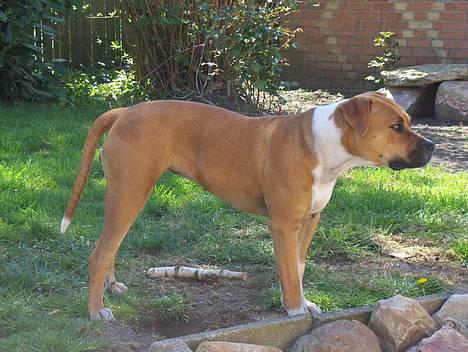 Blanding af racer Tazzi, Amstaff/am bulldog - maj 2007 billede 18