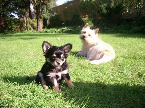 Chihuahua Hugo billede 7